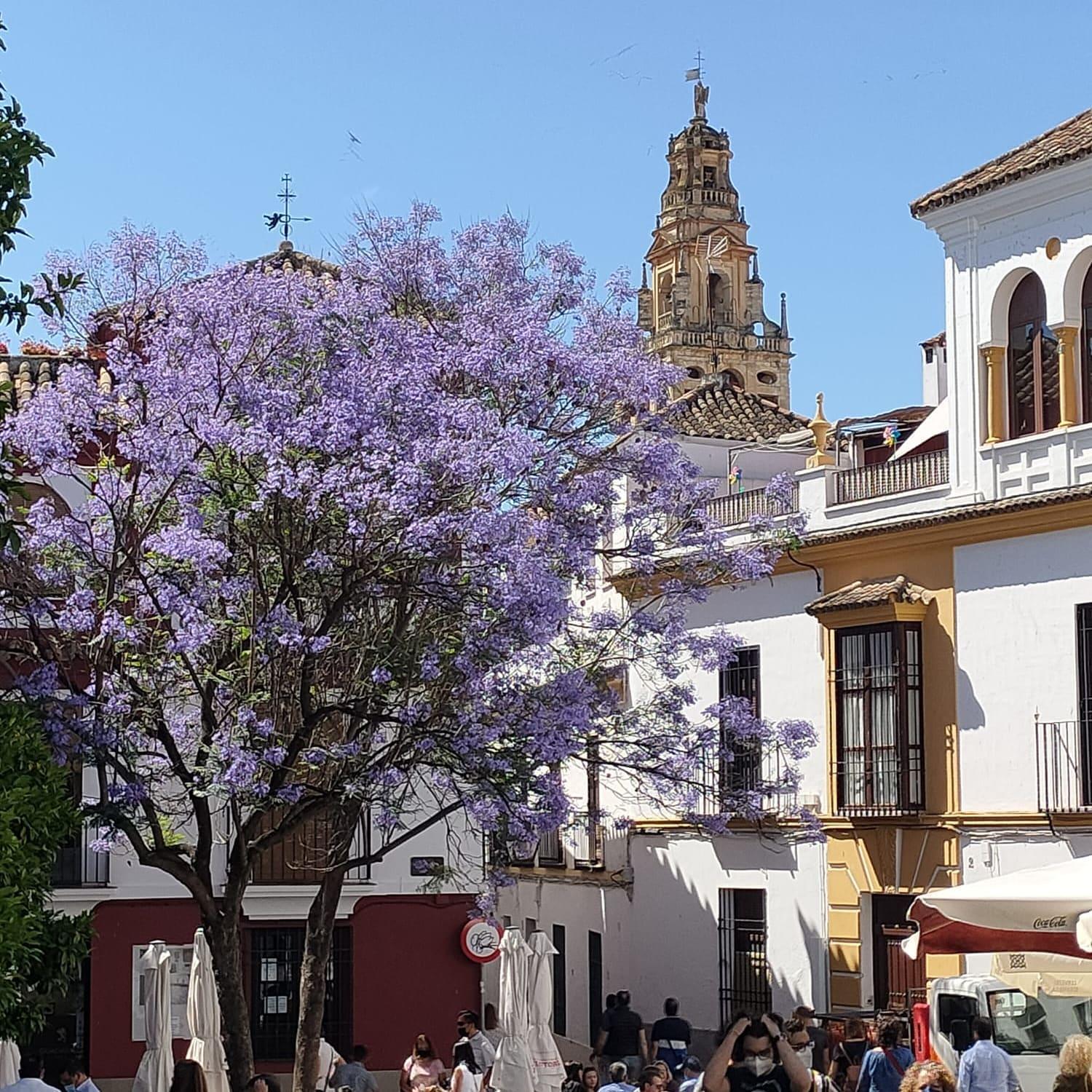 A 20 Metros De La Mezquita Catedral ,Apartamentos Turistico Cespedes 5 Kordoba Pokój zdjęcie